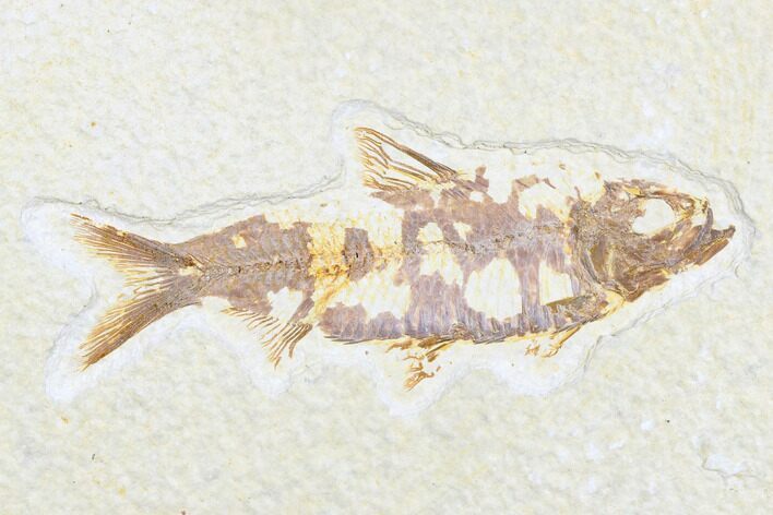 Bargain Fossil Fish (Knightia) - Wyoming #173739
